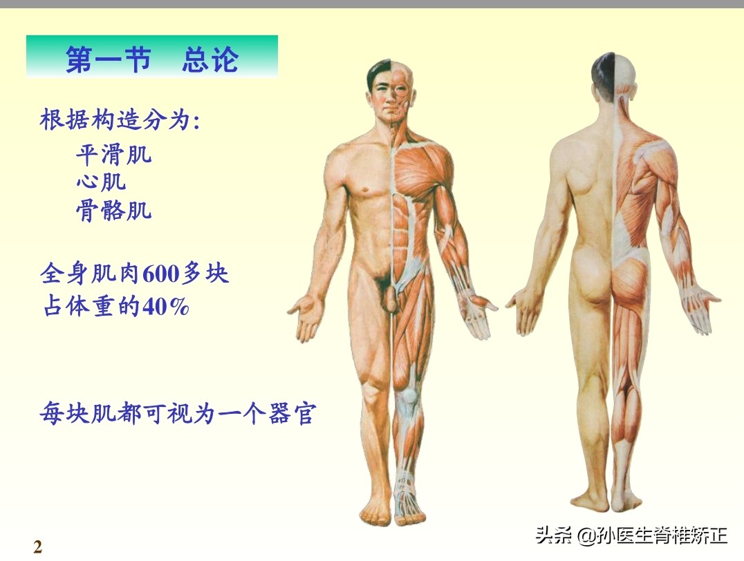 系统解剖学骨学ppt课件,解剖学基本知识ppt课件