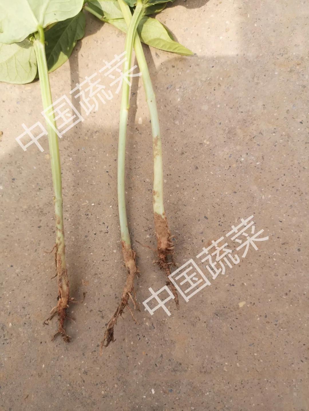 豇豆刚发芽遇上低温怎样预防,豇豆防霜冻最快的方法