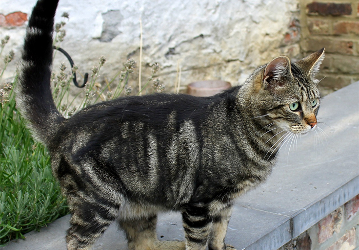 辟谣,猫咪尾巴一直不动很正常?错,不仅反常更有瘫痪风险