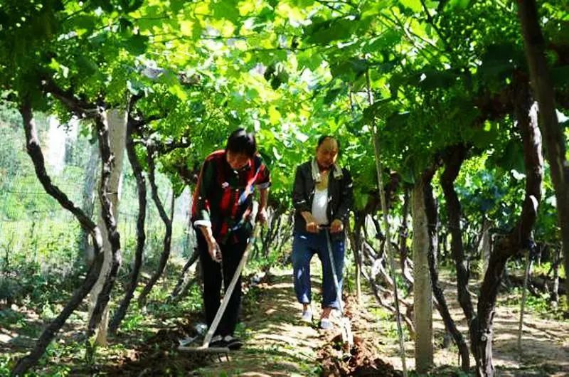 微量元素的作用和使用方法,中微量元素的正确使用方法