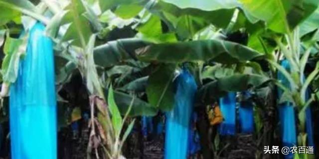 寒流过后，蕉园该如何处理？香蕉受冻后的促长措施