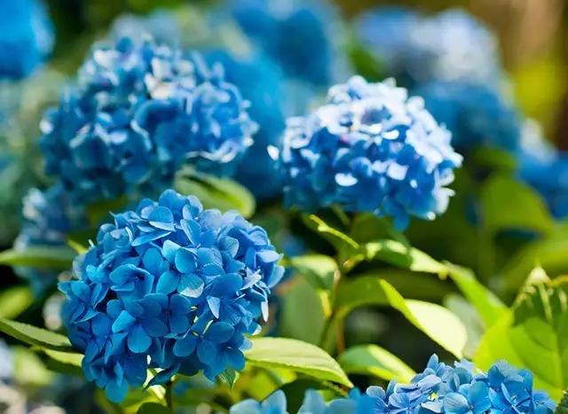 盘点那些有毒的花,有毒花草请不要误食