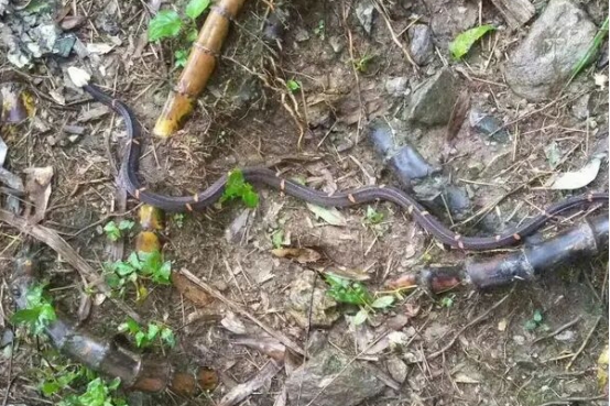 白头蝰蛇和五步蛇哪个毒性更强,白头蝰蛇毒性在中国排第几