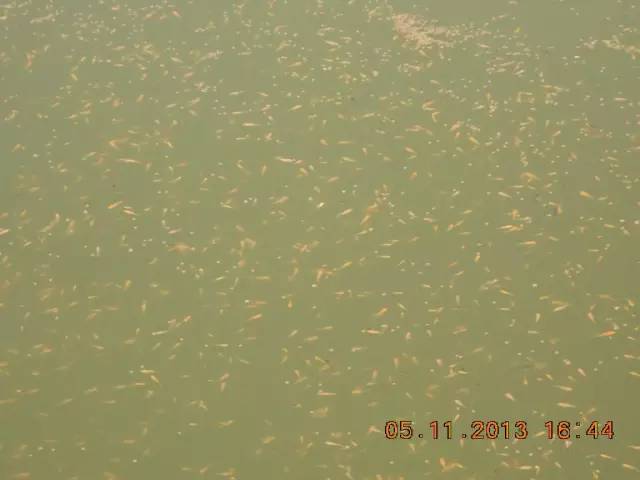 湖南最好的锦鲤养殖基地,湘潭锦鲤养殖