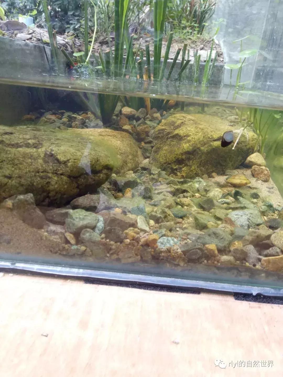 黄缘龟多大可以进环境造景,黄缘龟造景用陶粒还是火山石