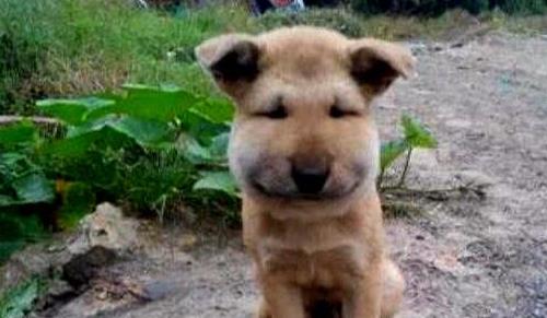 农村人又爱又恨的小昆虫,如今搬上餐桌,真下不去口