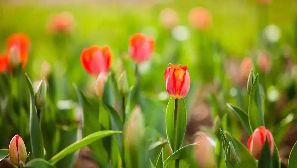 元宵花灯太美了,春季赏花郁金香太美了