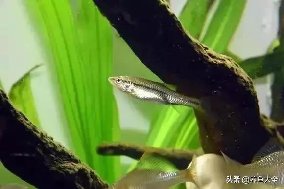 养鱼大神都养什么鱼,鱼缸养鱼都有哪些鱼