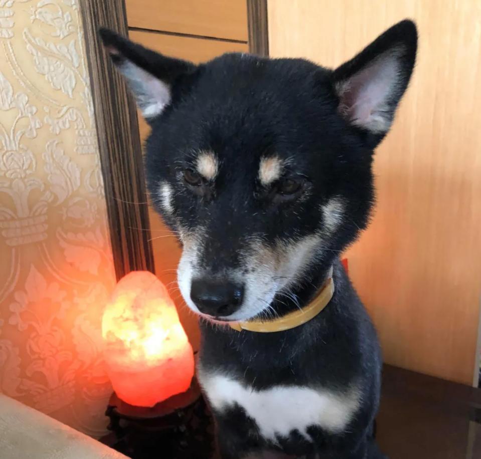 狗狗后部被插入“木棍”,还缠着大量胶带,被救后又遭遗弃