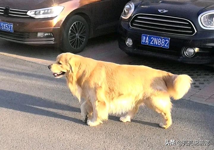 带金毛出去要栓绳吗,带金毛回家养