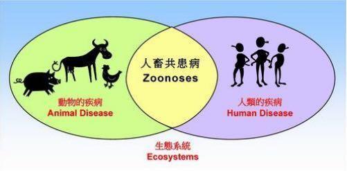 发现首例宠物狗感染新冠,全球首例香港确诊狗感染新冠病毒