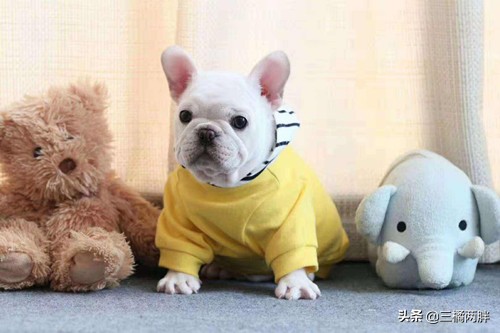 养法斗最简单方法,养法斗幼犬怎么教大小便