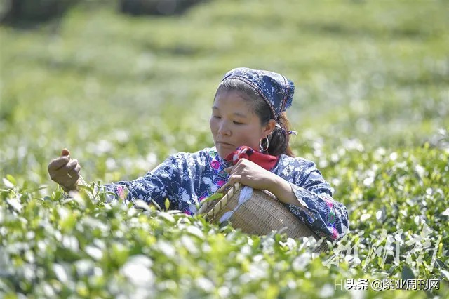 茶写佳话,潜心种茶写佳话