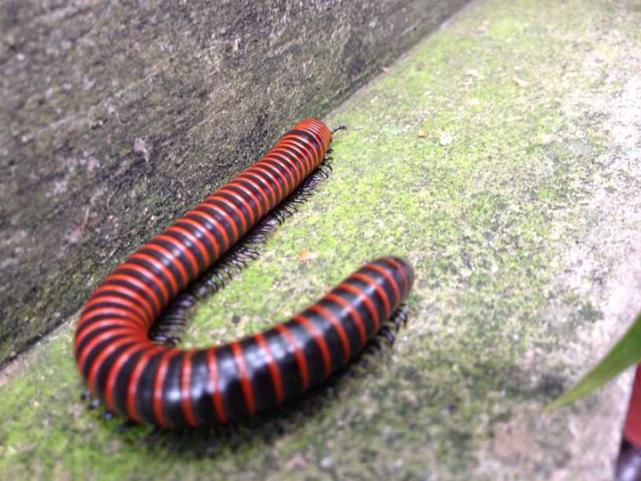 黑狐猴为什么吃马陆,狐猴为什么不怕马陆