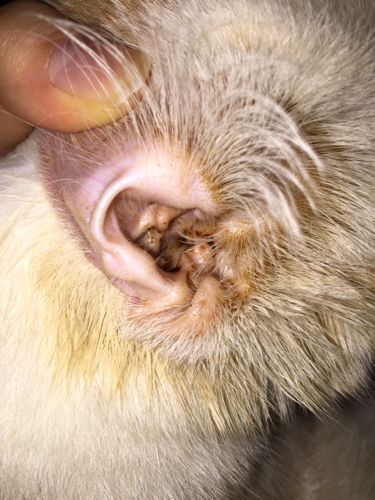 辟谣猫咪弓形虫,猫癣结痂了以后还会具有传染性吗