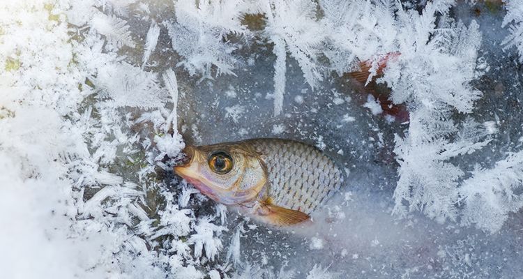 家鱼塘冬天怎样防止鱼冻死,冬季鱼塘养鱼最怕什么