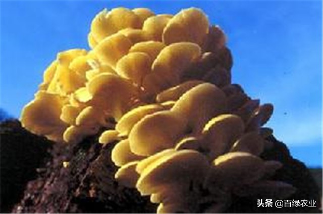 榆黄蘑高效栽培教程,榆黄蘑工厂化栽培技术