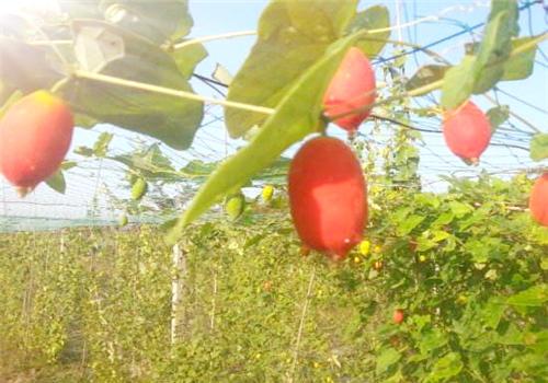 广东种植什么水果前景好,广西种植什么水果前景最好