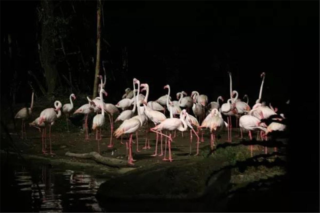 新加坡夜间动物园都有什么动物,新加坡动物园开放时间