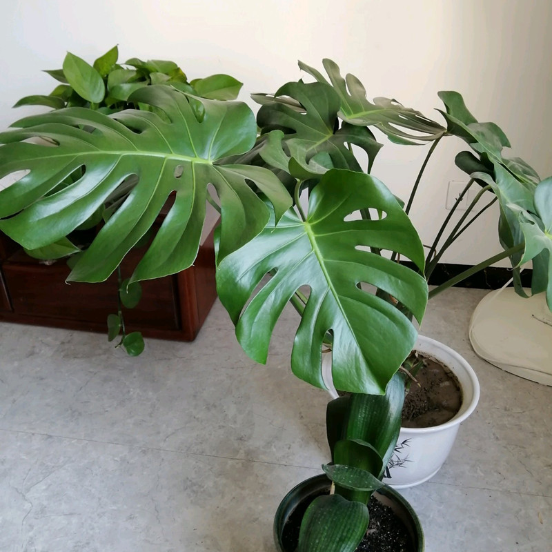 龟背竹叶片发黄原因和处理方法,龟背竹叶片发黄会变回绿色吗