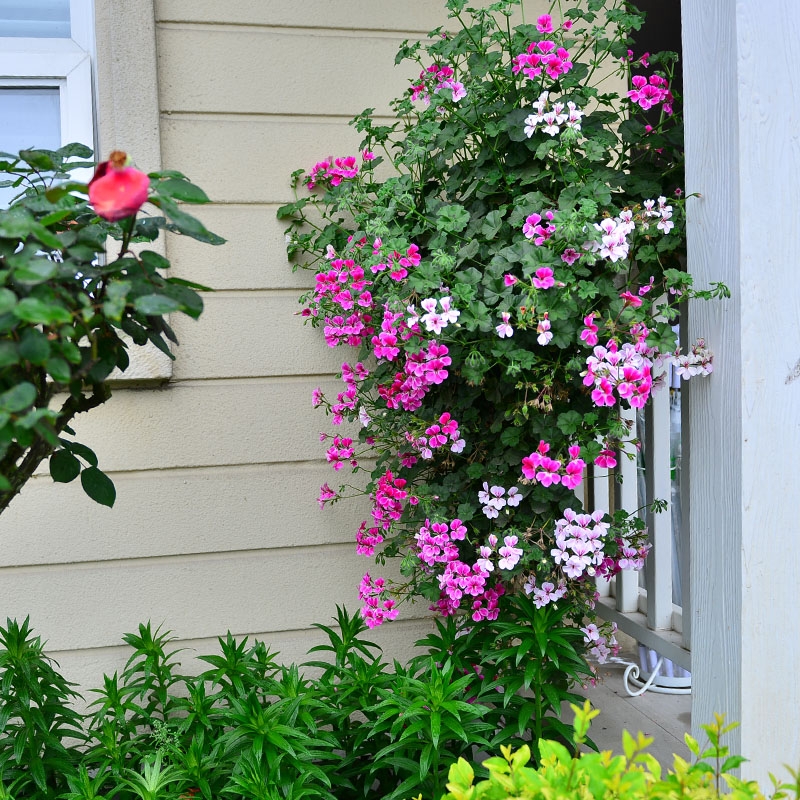 18种寓意好的花,18种花图片大全