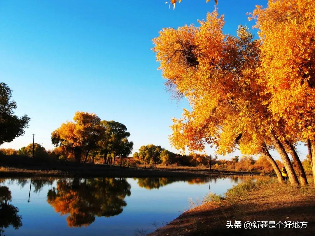 金秋游新疆全景图,喀什金秋风景