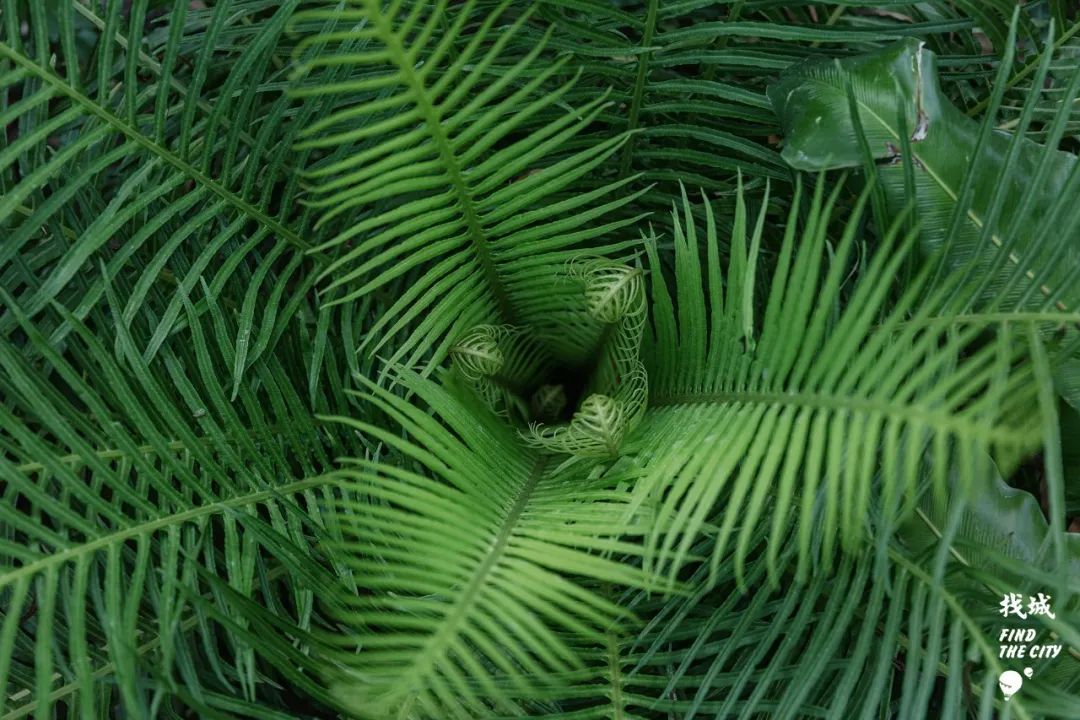 南宁人去隆安玩,南宁人去柳州玩