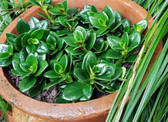 教你怎样养出一盆上好的金鱼吊兰,金鱼吊兰怎么养才能长得更茂盛