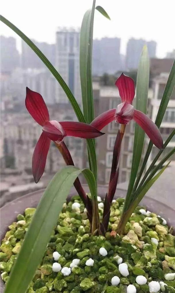 贵州早年下山的一颗血红花春兰，曾千金难买一苗