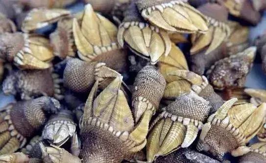 宁波一渔民整理海鲜大全,宁波最全的海鲜