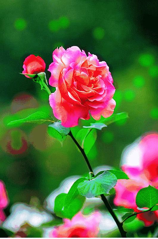 春色依旧完整版,春色是迷人还是诱人