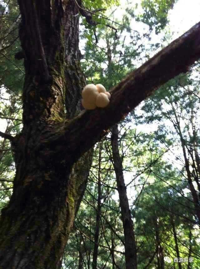 自驾环游世界第一人，一次连续跨越五大洲20万公里吉尼斯世界纪录