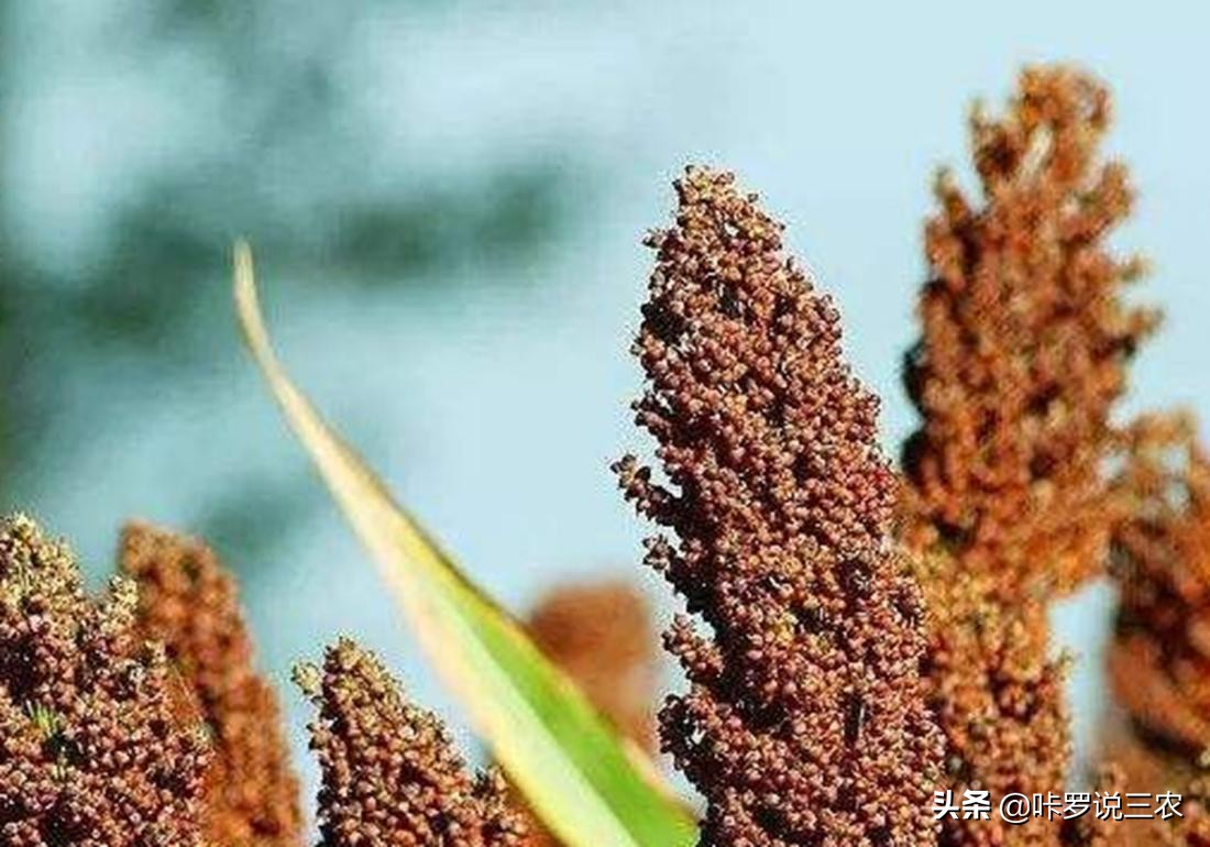 播种高粱教程,高粱种植技术和播种方法