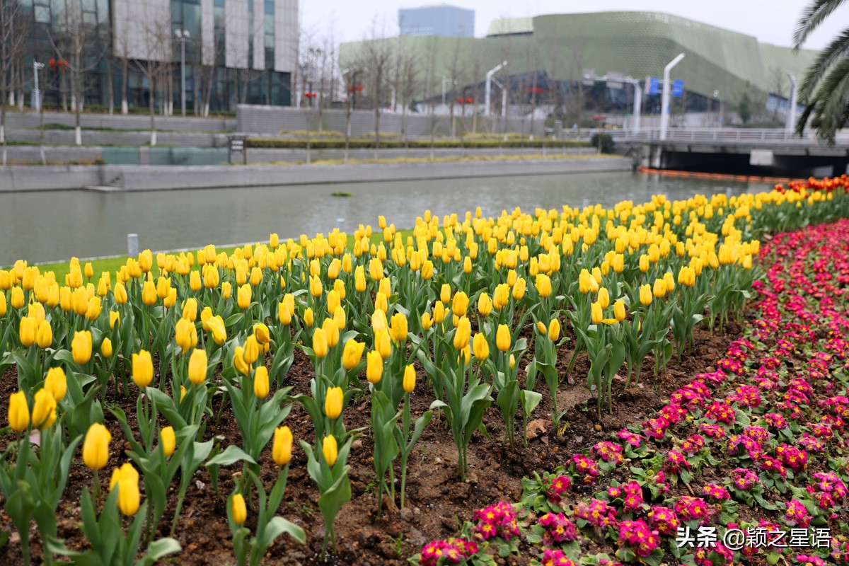 郁金香鲜花香味,郁金香鲜花诗情画意