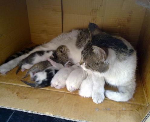 流浪猫咪怀孕时需要注意什么,如何判断猫咪是否怀孕了