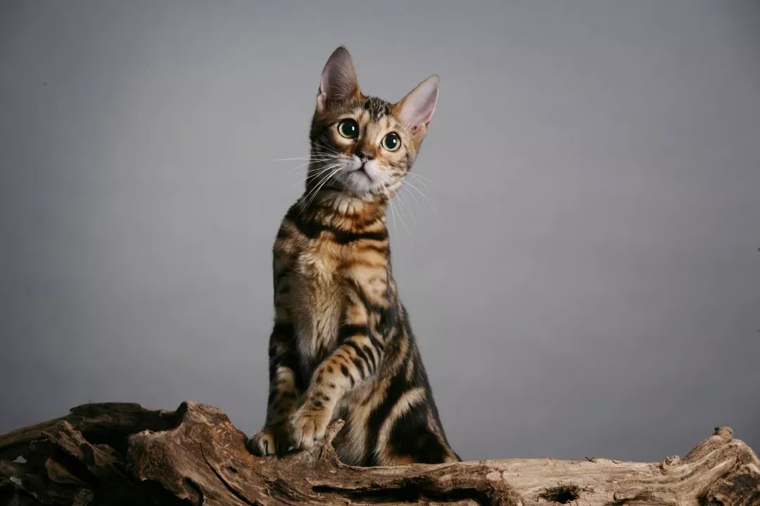 孟加拉豹猫不愿意和别的猫在一起,孟加拉豹猫不建议养吗视频