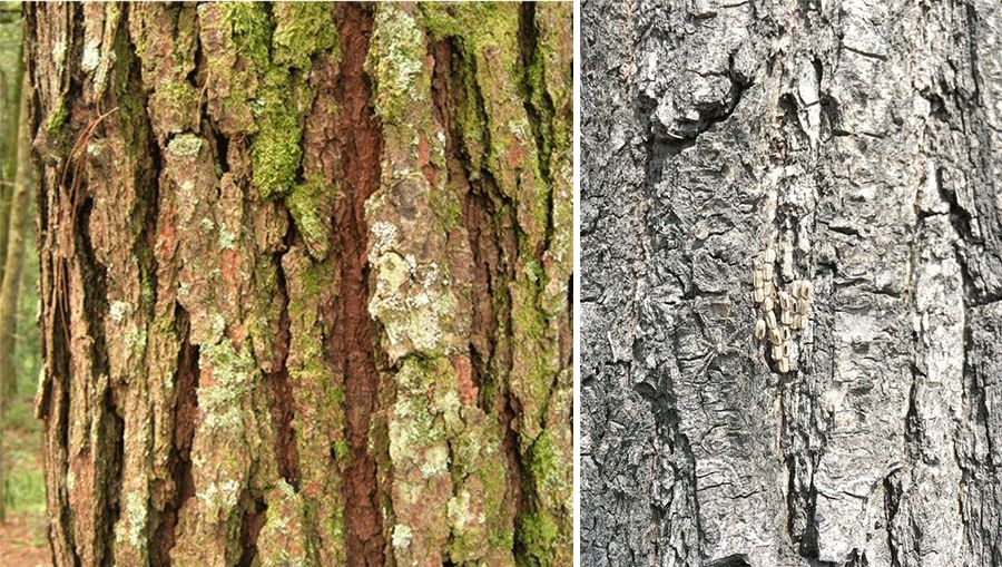 儿童画好大一棵树,我心中的一棵树儿童画