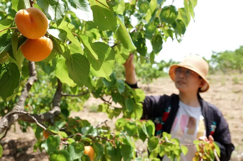 邢台巨鹿红杏迎丰收,河北巨鹿县杏满枝头新闻