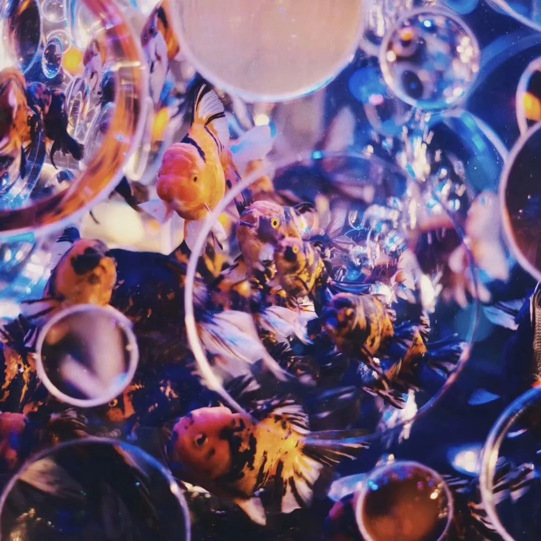 日本网红打卡艺术展,日本十大网红展