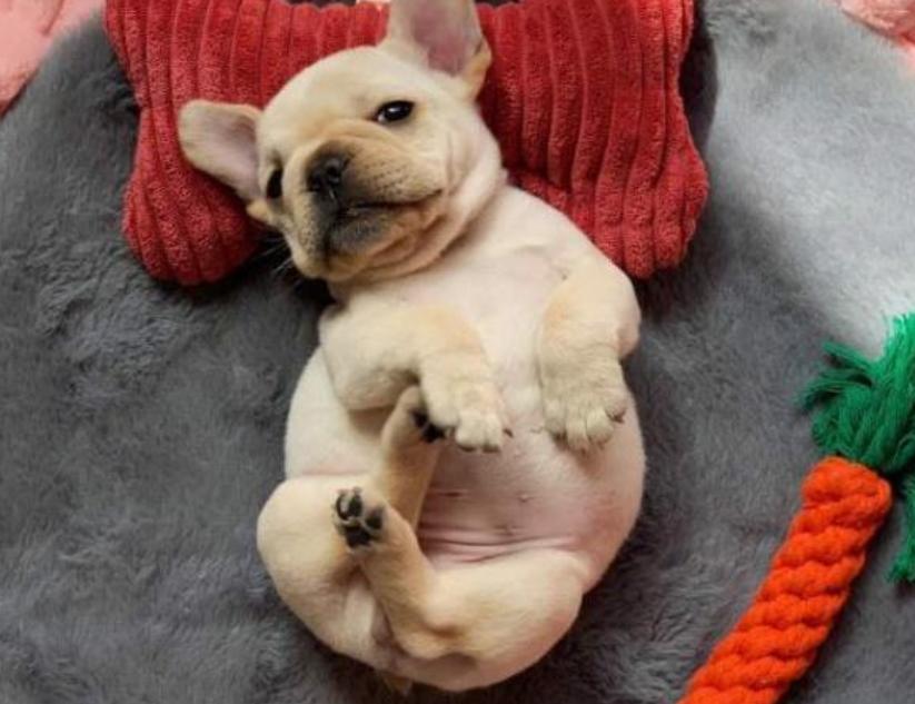 狗狗有哪些表现说明被你养熟了,狗狗有了吃的就不管主人了怎么办