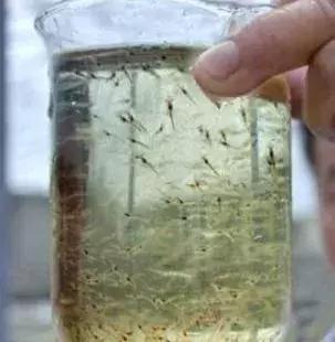 南美白对虾养殖虾苗怎么选择,白对虾虾苗什么时间段放好