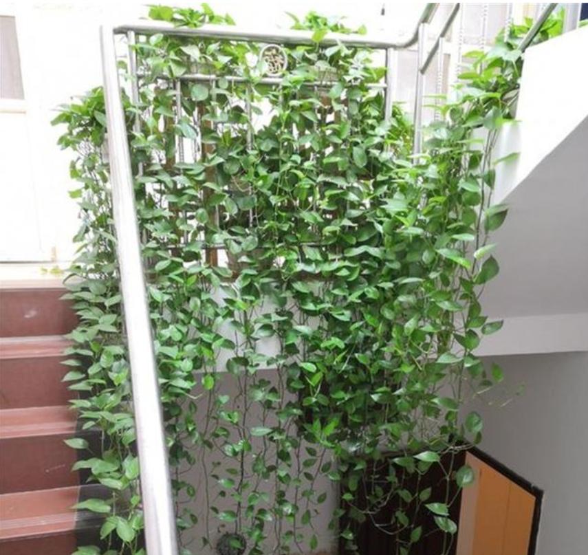 绿萝这么养不烂根不黄叶爆长新叶,养绿萝要多长时间浇一次水