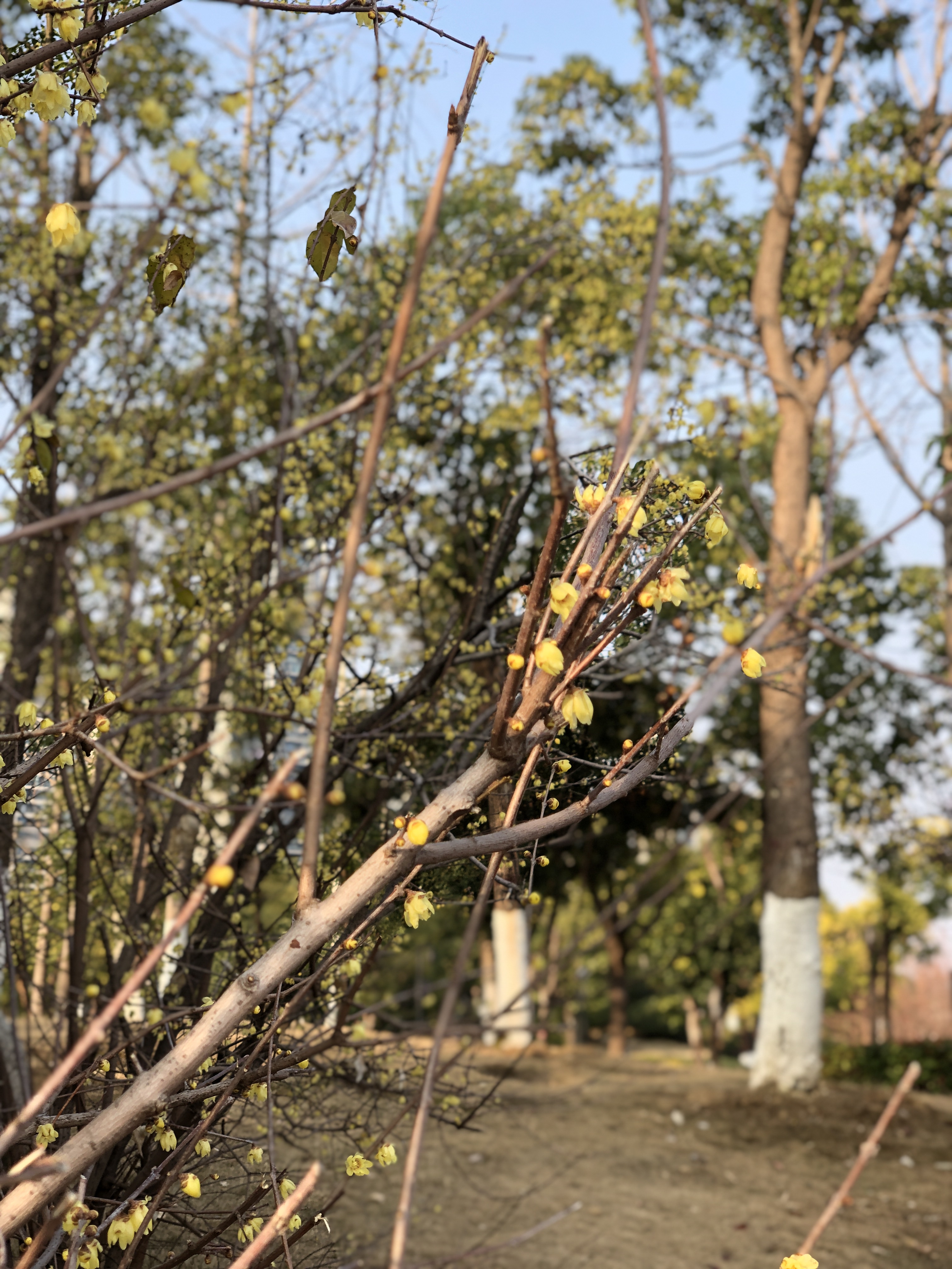 不服周的武汉人,不服周