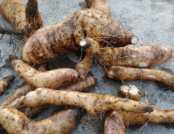 山药插水里长藤,山药水里能长出金豆吗