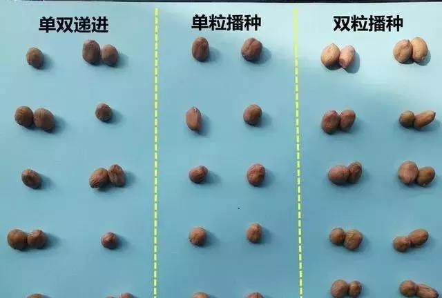 花生苗期如何促苗壮苗,花生怎样培养壮苗