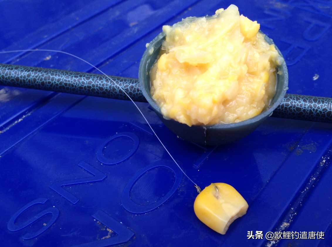 欧鲤钓适合中国吗,欧鲤钓入门