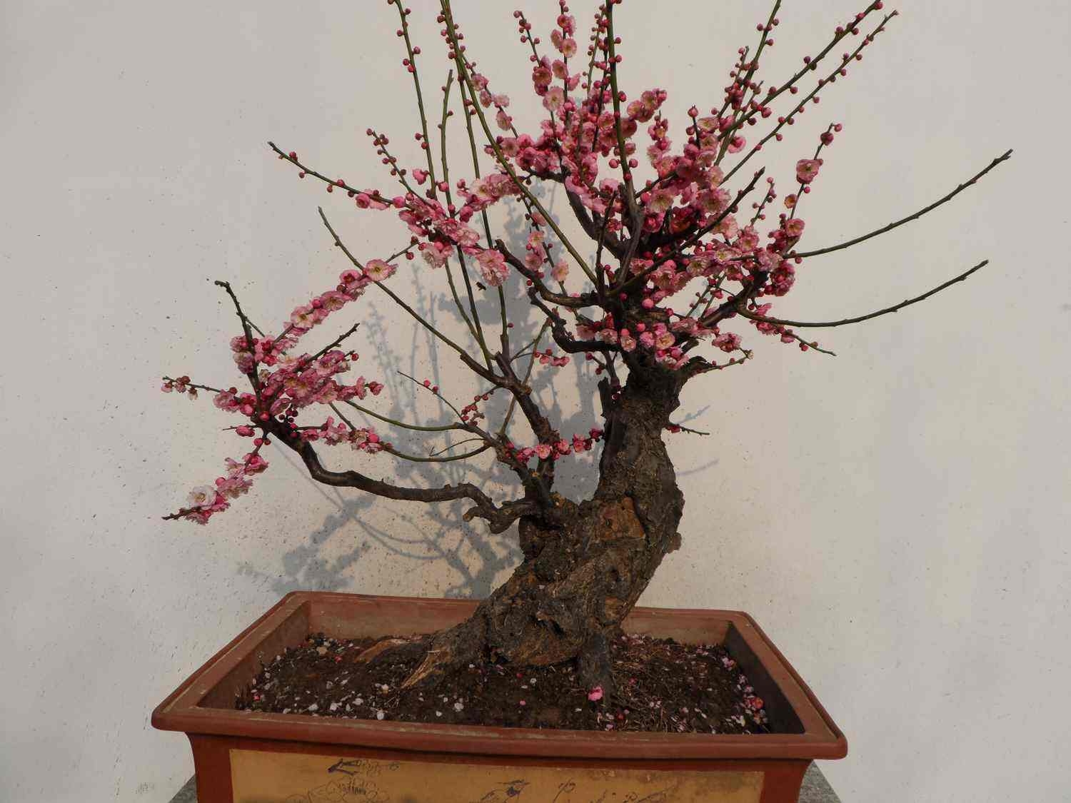 红梅多肉冬天最低多少度适合养,红梅冬天在院子里能过冬吗