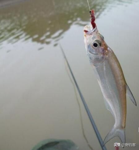 钓鲫鱼怎么有效避开餐条闹窝,夏季野钓怎么避开小餐条