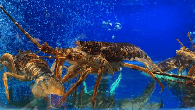 兰州好吃又实惠的海鲜,兰州值得推荐海鲜店