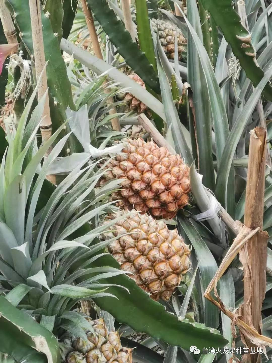 大棚种植火龙果套种花,记录北方大棚种植火龙果